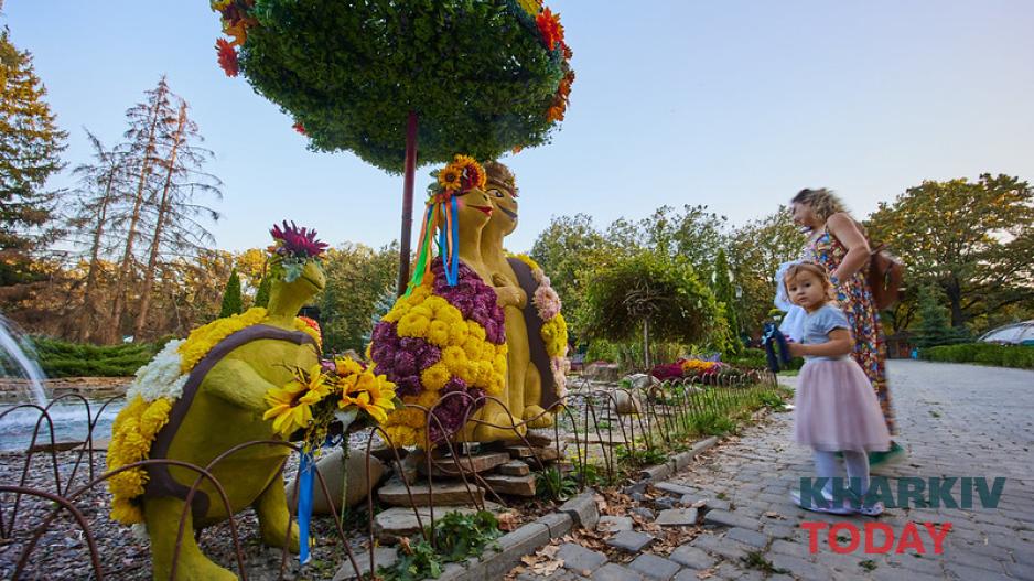 екопарк, бал хризантем 1