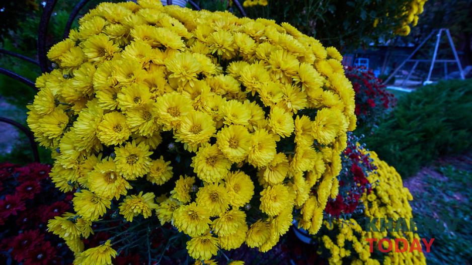 екопарк, бал хризантем 1