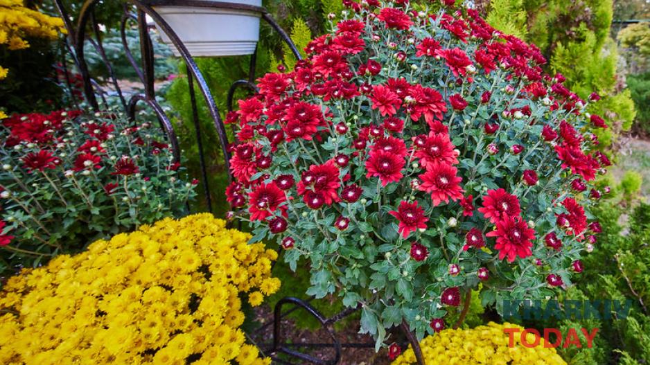 екопарк, бал хризантем 1