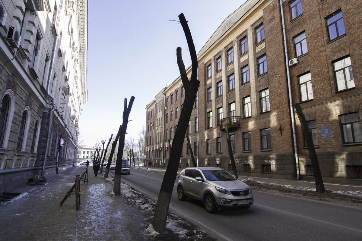 Харьков рубят. Зачем городские деревья обрезают 