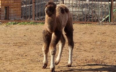 В Харьковском зоопарке родился верблюжонок.