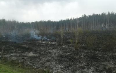 В Харьковской области горел хвойный лес. Фото: ГСЧС