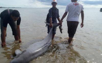 В Рио погибли сотник дельфинов. Фото: news