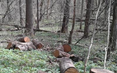 В Харькове задержали незаконного лесоруба. Фото: прокуратура Харьковской области