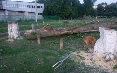 На Салтовке рубят деревья. Фото: facebook.com / sergey.kolomietz.66?