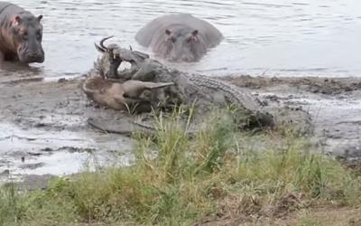 Крокодилы напали на антилопу на водопое. Фото: скрин видео
