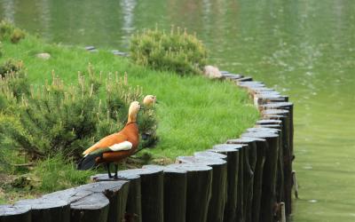 В пруд в парке Горького выпустили птиц. Фото: Харьковский зоопарк