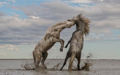 Работы победителей всемирного фотоконкурса. Фото: The Nature Conservancy