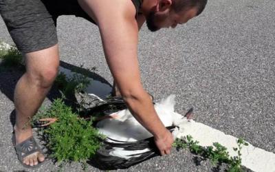 В харьковской области погибли четыре аиста. Фото: Спасение животных/Facebook
