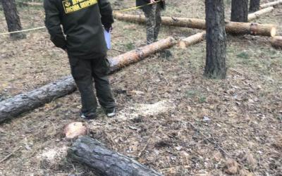 Харьковчанин незаконно вырубил деревья на 20 тысяч гривен. Фото: ГУ НП в Харьковской области