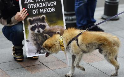 В Харькове пройдет зоозащитный пикет "Животные - не одежда"