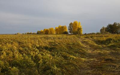 поле