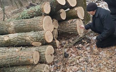 В Харьковской области под видом санитарной вырубки уничтожают вековые дубы. Фото: Татьяна Бедняк.