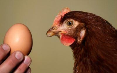 В Эдинбурге вырастили кур, которые несут яйца для лечения рака. Фото: Publika.md