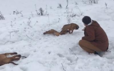 Один из умерших в заснеженном поле щенков голодал двое суток . Фото: скрин видео / Служба спасения животных в Харькове