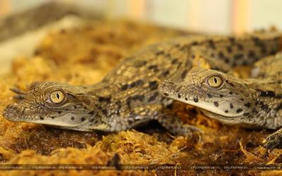 нильские крокодилы родились в зоопарке. Фото: Харьковский городской совет