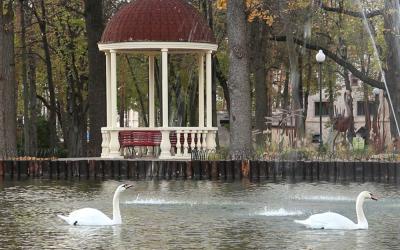 Лебеди в парке Горького. Фото: Харьковский зоопарк