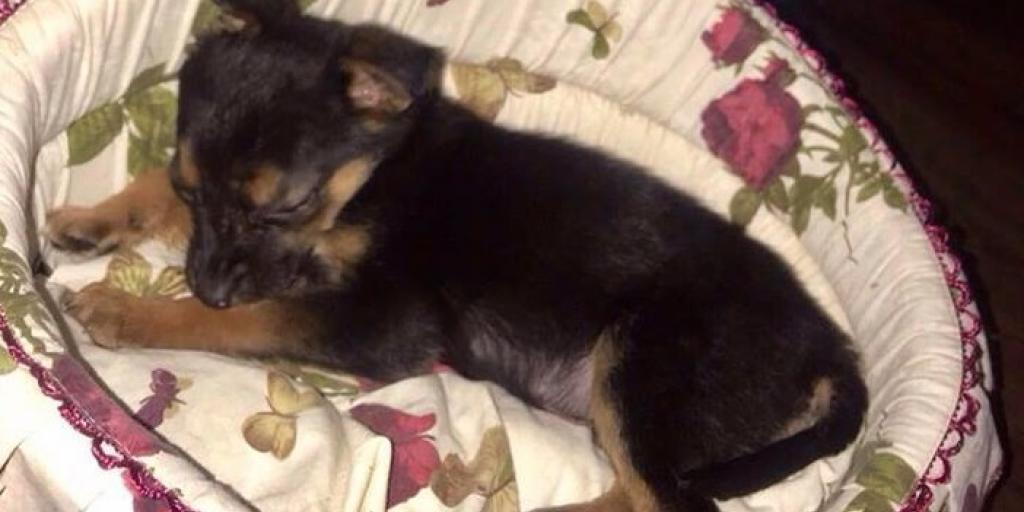 tam ih prosto ubivayut iz kp centr obrasheniya s zhivotnymi ne smogli zabrat zhivym shenka